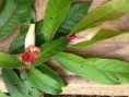 /album/orquideas-e-bromelia-na-fazenda-monte-sinai/fazendas-sustentaveis-268-jpg/